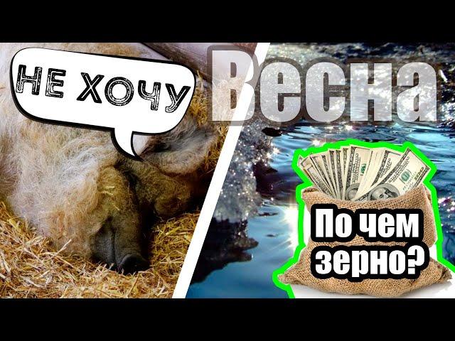 Свиньи не хотят есть! Снова про соль. Затарился зерном. | Дневник ЛПХ