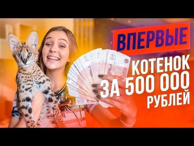 ВПЕРВЫЕ: Купила котенка за ПОЛМИЛЛИОНА! САМЫЙ ДОРОГОЙ В МИРЕ КОТ!