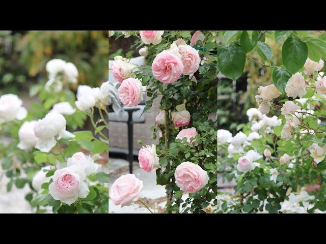 Favorite Roses for Cottage Gardens | Small Rose Garden Tour