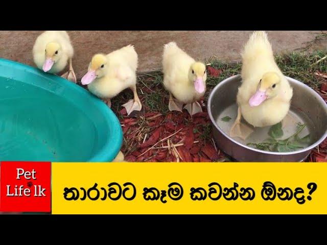 තාරා පැටවුන්ට කෑම දෙන විදිහ | How to feed baby ducks #Shorts