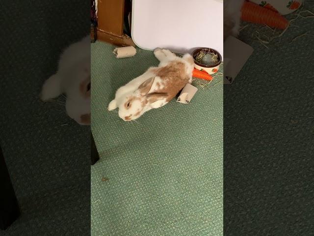 Are you comfy? | Emily The Rabbit