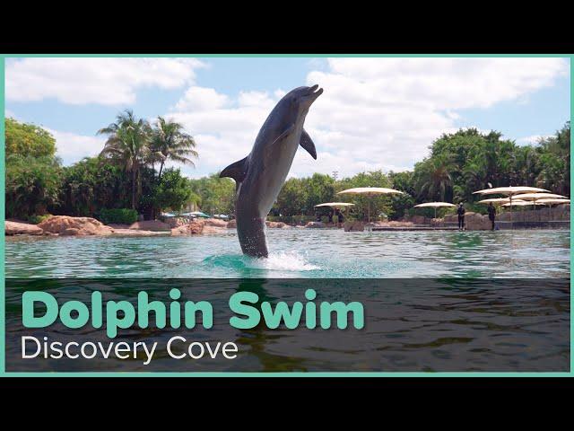 Discovery Cove Dolphin Swim Experience | Discovery Cove Orlando