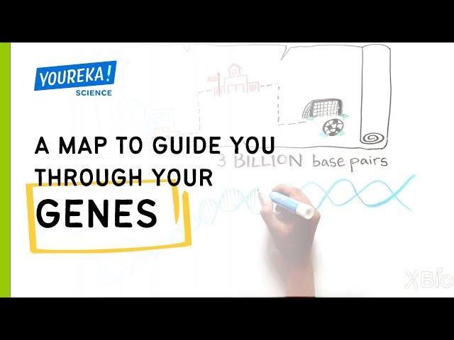 A Map to Guide You Through Your Genes: how gene linkage was discovered