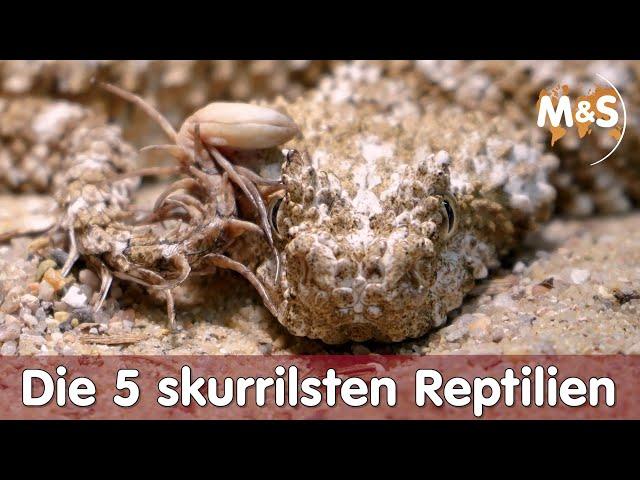  Die 5 skurrilsten Reptilien 