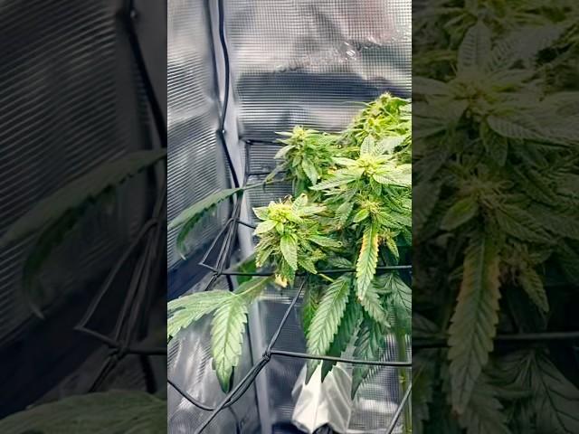 Transplanted today new video out now  #trending #music #viralvideo #video #shorts