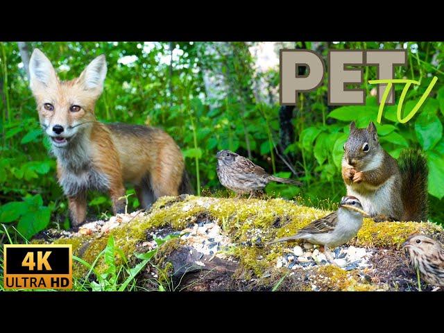 Smiling Fox, Squirrels, and Juvenile Birds | Entertain Your Cat or Dog with Pet TV