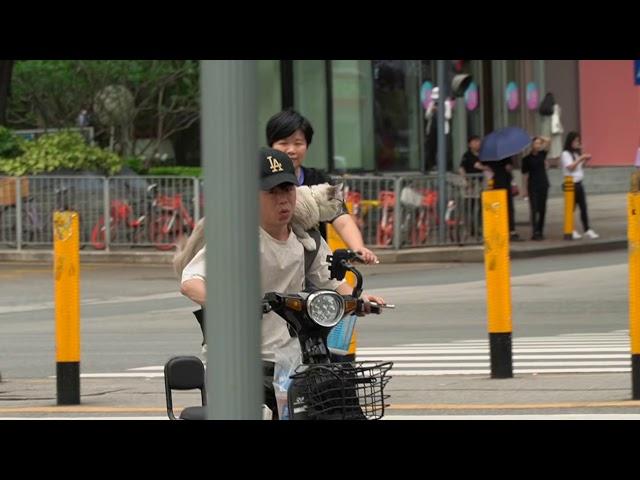 Cat on a Cyclist, Shenzhen China