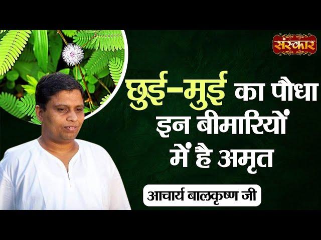 छुई-मुई का पौधा इन बीमारियों में है अमृत | Benefits of Shameplant | Acharya Balkrishna Ji Ke Nuskhe