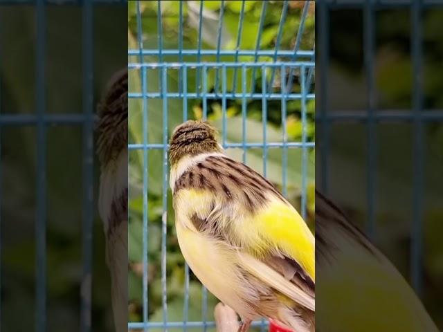 Canary Singing Training For First Time Young Canary | Best Canary Singing For Training #birdsinging