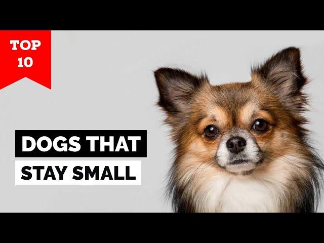 Top 10 Dog Breeds That Stay Small