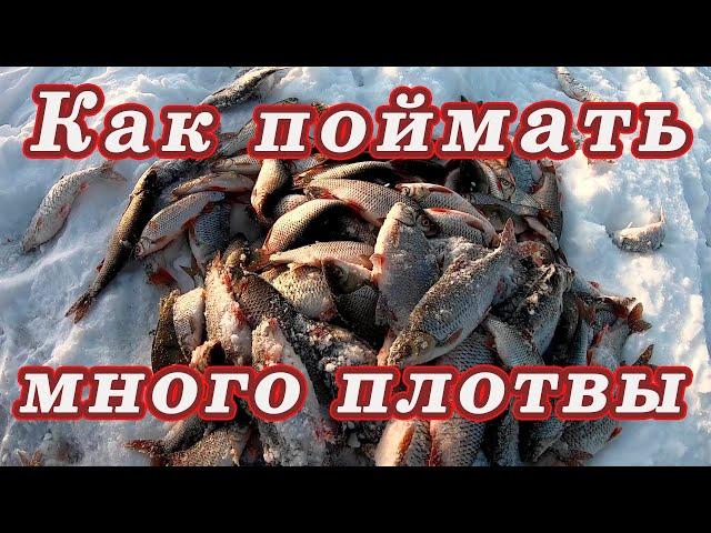 Как поймать много плотвы! Ловля ПЛОТВЫ ЗИМОЙ!