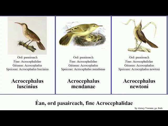 Éan, ord pasaireach, fine Acrocephalidae acrocephalus bird australis familiaris syrinx similis ga.