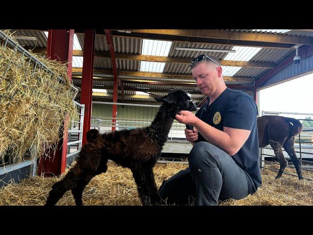 We welcome another new born llama!! We have an exciting plan for our baby goats