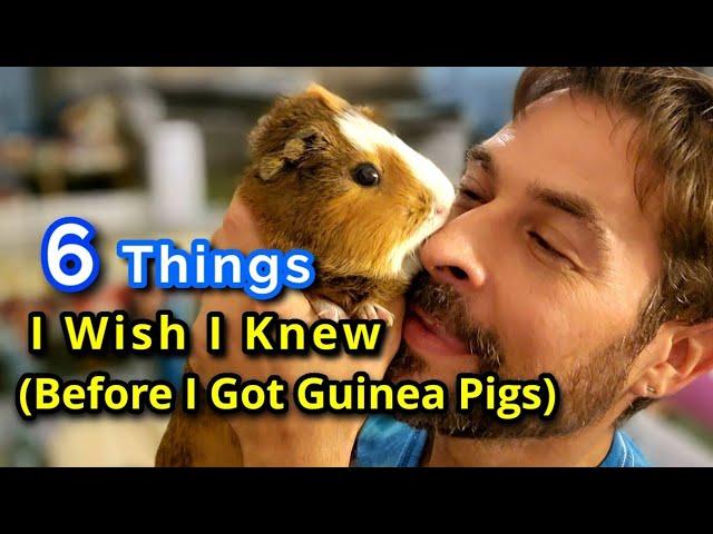 6 Things I Wish I Knew About Guinea Pigs (Before I Got Them)