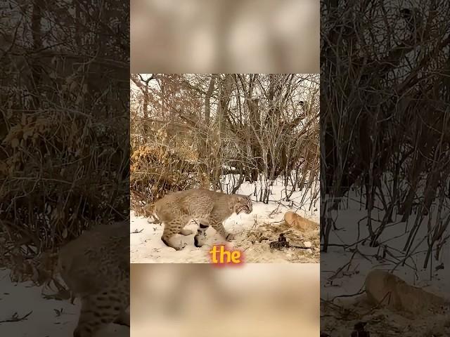 In the animal world, gratitude may be silent companionship.#shorts #animals #foryou #animallife