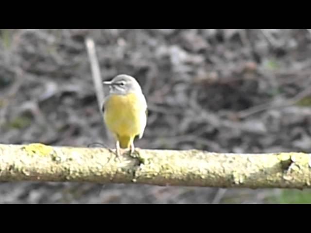 Motacilla cinerea (Grey Wagtail / Gebirgsstelze) at River Weil