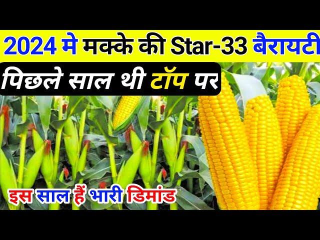 रिकॉर्ड तोड़ उत्पादन वाली मक्का की खेती / Makke ki hybrid variety / Hybrid maize seed