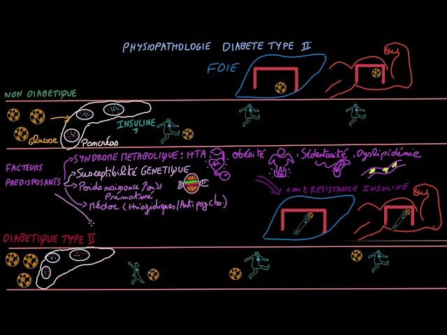 Diabète de type II - Pathophysioplogie - Docteur Synapse