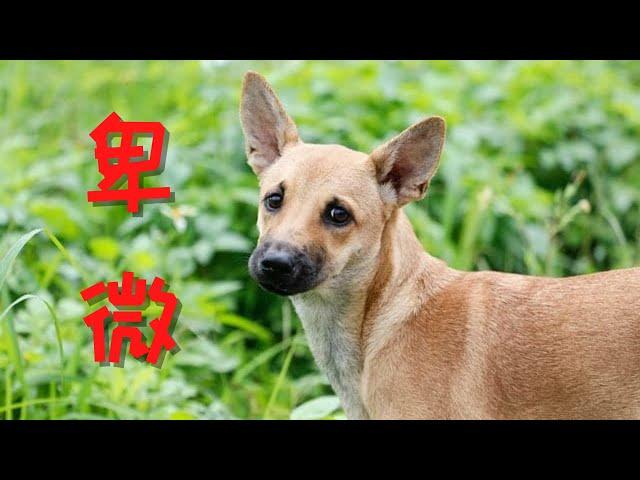 不受国人待见的中华田园犬，在海外是什么样的存在？意想不到