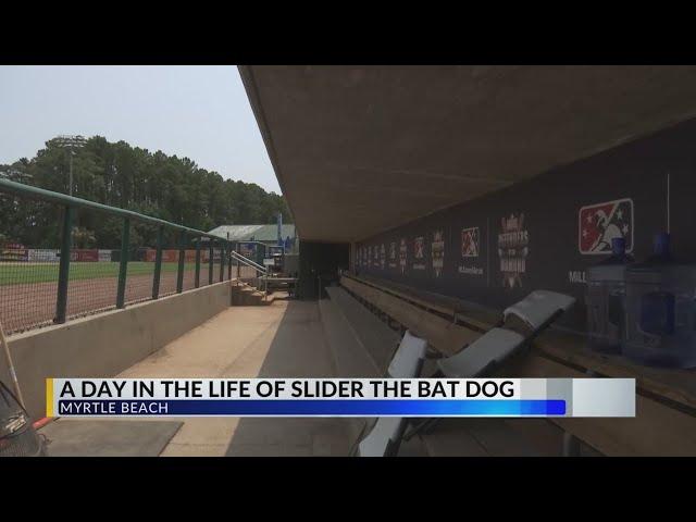 The dog days of summer: Myrtle Beach Pelicans' bat dog a fan favorite at the ballpark