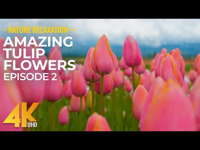 Amazing Tulip Flowers in 4K UHD - Beautiful Colors of Nature with Cheerful Spring Sounds NO LOOP #2