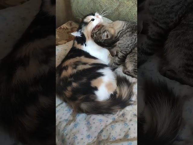 Банный день удался  Кошка Нюся и ее дочь Серафима
