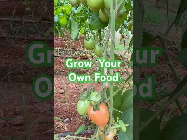 Are you interested to grow your own food ? #garden365 #tomato #growyourownfood #farming #gardening