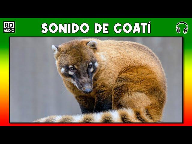 Coati sound - growl - beep