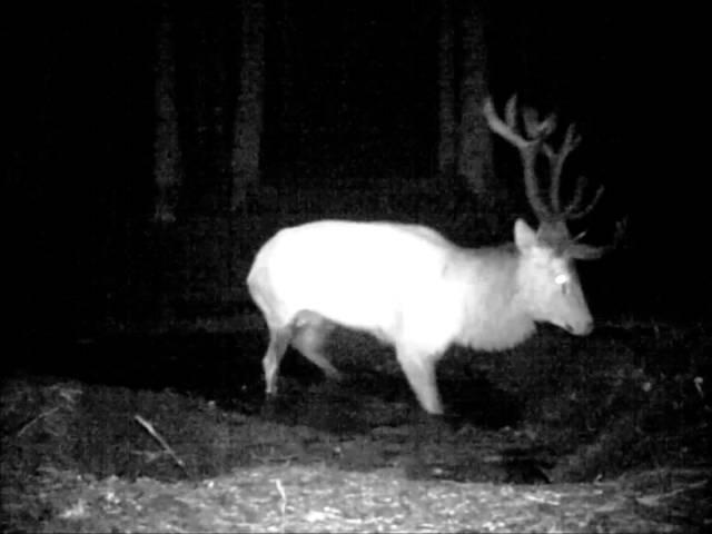 Obserwator 47: Rykowisko / Deer rut