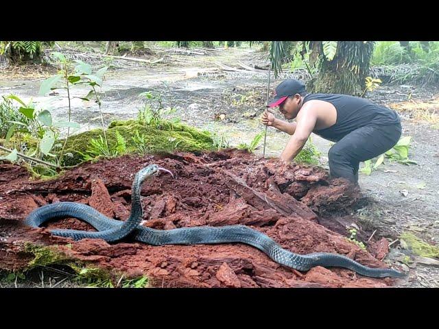 CAPTURE OF THE VENONYMOUS SPELLING BLACK SNAKE MONSTER | SNAKE | COBRA | KING COBRA