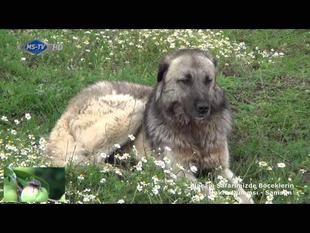 Alaçam Safarimizde Böceklerin Makro Dünyası - Samsun