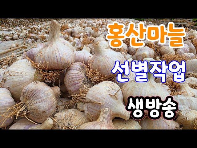 홍산마늘 선별 작업 실시간 생방송 (주문은 게시물)