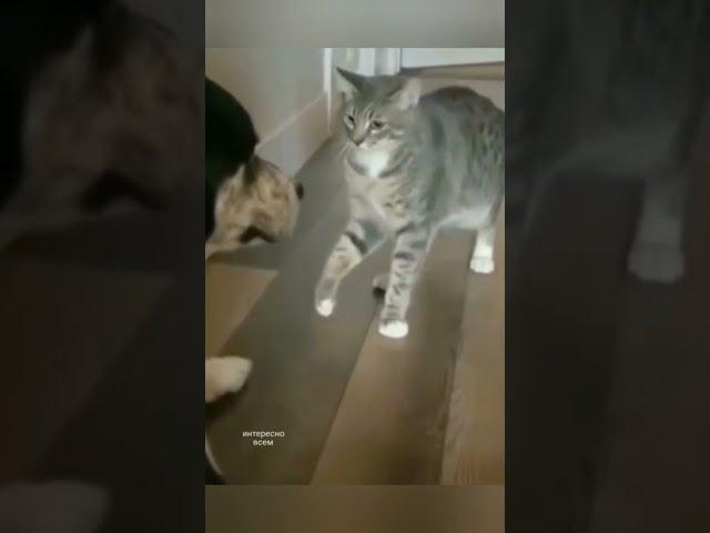Смешные #котики / Ржал пол часа
