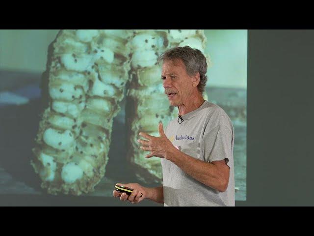 Randy Oliver   Reading the combs   Understanding bee biology over the course of a season