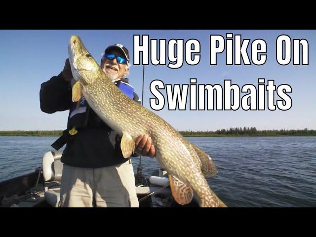 Huge Pike On Swimbaits | Fish'n Canada