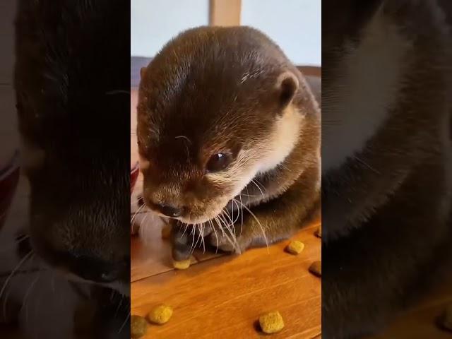 Otter is so cute  #otterlyadorable #otter #love #life #youtube