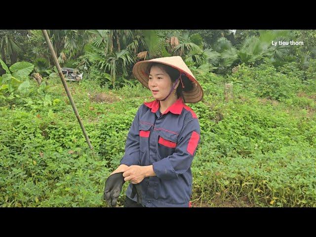 The single mother harvested peanuts to sell at the market – and took care of the flock of chickens.