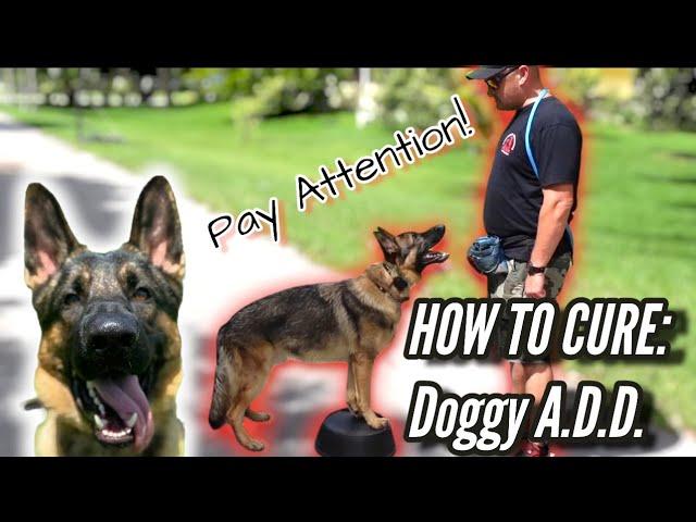 German Shepherd Won't Pay Attention! How to Cure Dog with Attention Deficit Disorder or A.D.D.