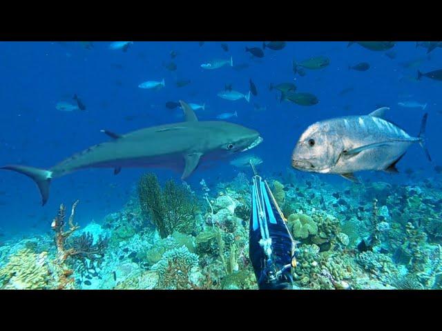 BERBURU IKAN TUNA BESAR DAN GIANT TREVALLY MONSTER