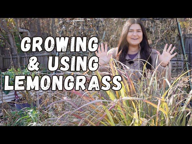 Everything You Need To Know About Growing Lemongrass