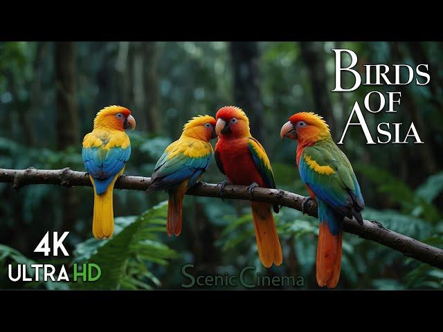 Tropical Asian Jungle Birds | Life Of Birds In Forest | Scenic Cinema With Birds & Jungle Sounds