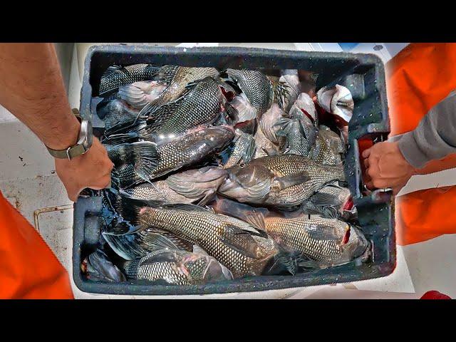 We Sold Hundreds of Pounds of MONEY Fish! Commercial Fisherman Day in the Life