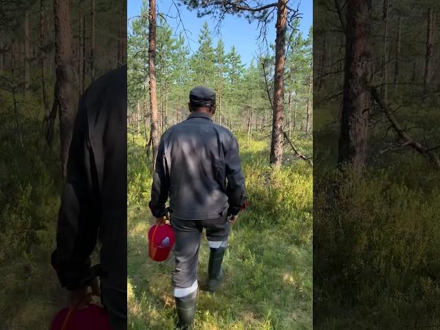 Дары природы  #домвдеревне #деревня #жизнь #ягоды #природа #лес #блог #влог #forest #village