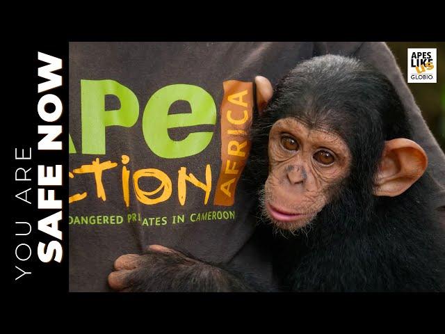 "You Are Safe Now" — Ape Action Africa: 30 Years of Saving Great Apes