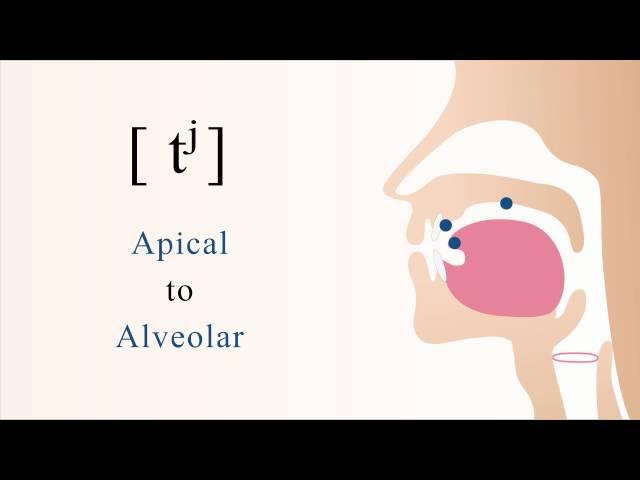 [ tʲ ] unvoiced unaspirated palatalized apical alveolar stop