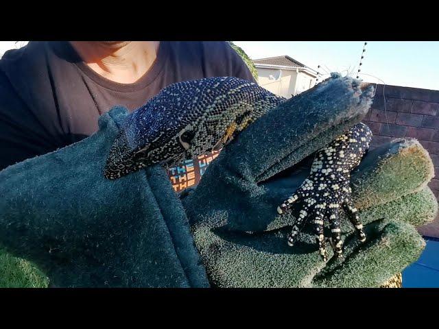 Snake in car and lizard in swimming pool. 