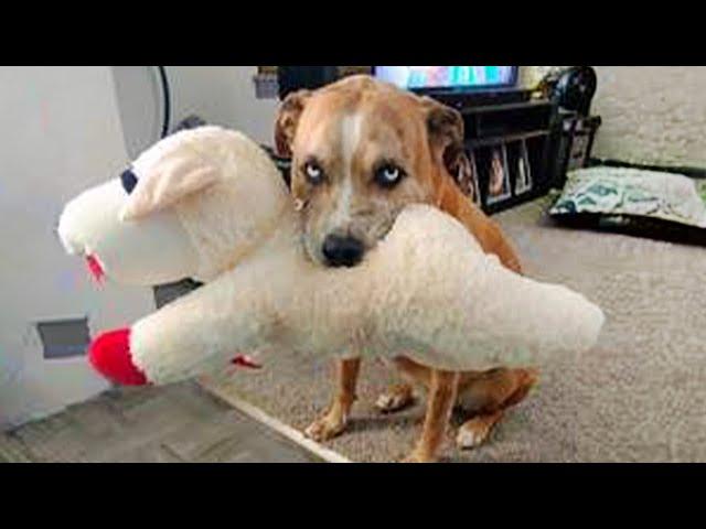 Funny ANIMAL Videos make us Laugh  New Funny Animals 2024