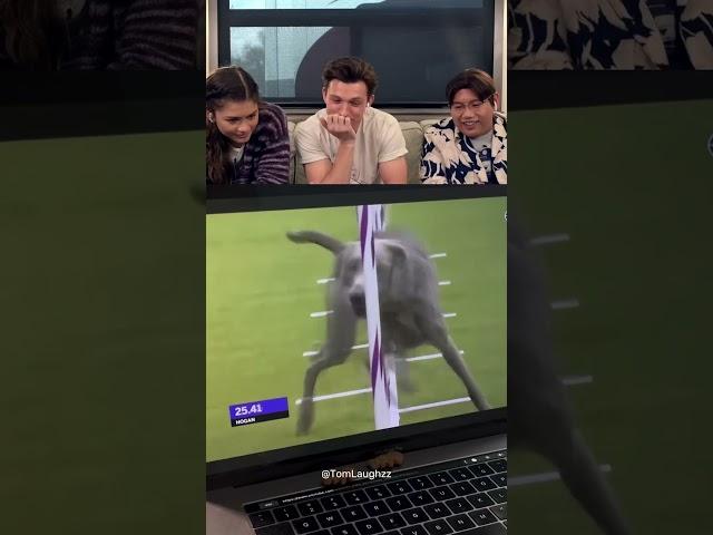 Tom Holland Laughs to Viral Videos Part 23 #tomholland #funny #trynottolaugh #reaction