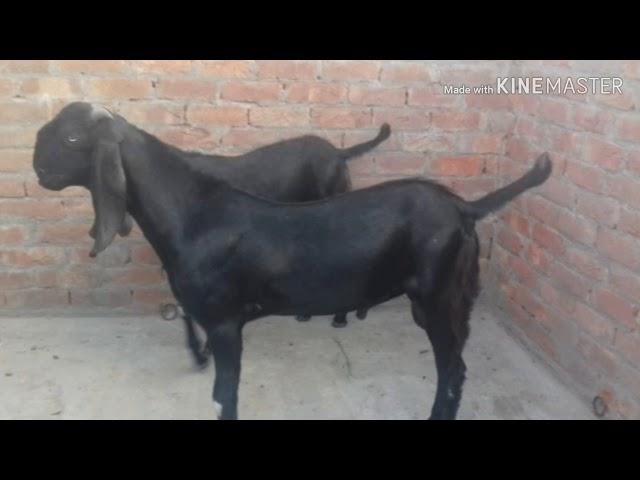 MK goat farm for sale Barbara male Punjabi male 9918748566