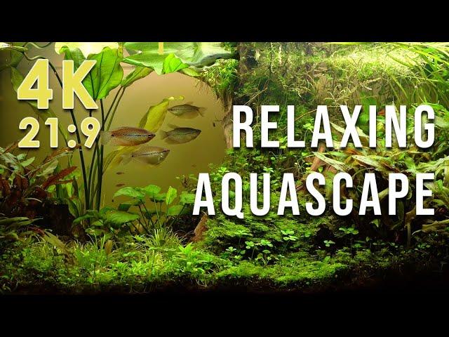 Beautiful relaxing natural aquascape in 4K (21:9) with nature sounds  fish tank aquarium